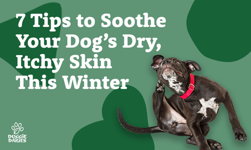 7 Tips To Soothe Your Dog's Dry, Itchy Skin in Winter