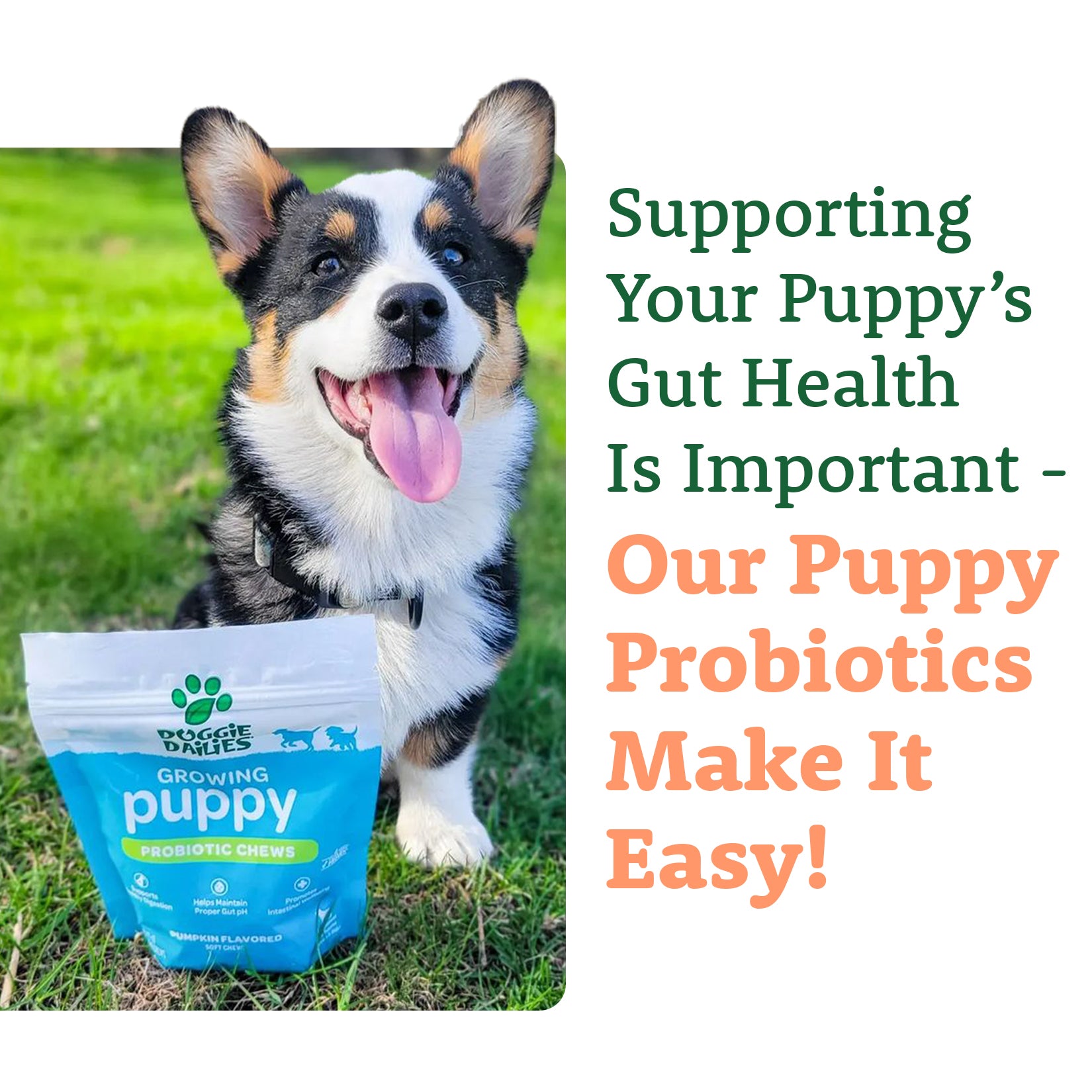 Doggie clearance dailies probiotics