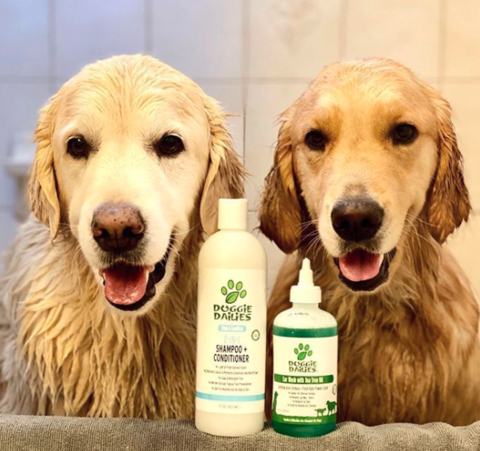 Two bathed golden retrievers with Doggie Dailies Clean & Condition 2-In-1 Shampoo and Conditioner and Cleansing Ear Wash for Dogs With Tea Tree Oil & Soothing Aloe Vera