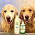 Two bathed golden retrievers with Doggie Dailies Clean & Condition 2-In-1 Shampoo and Conditioner and Cleansing Ear Wash for Dogs With Tea Tree Oil & Soothing Aloe Vera