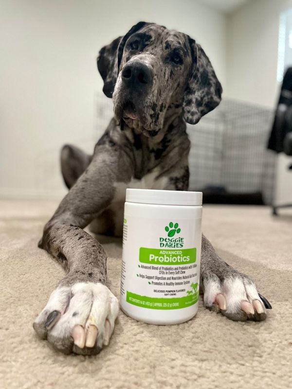 Doggie dailies outlet probiotics for dogs